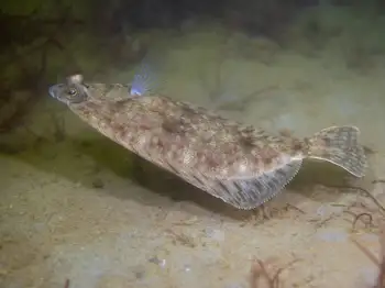 Rock Sole