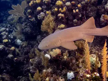 Nurse Shark