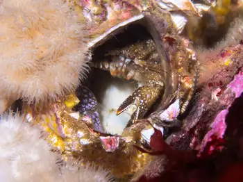 Granular Claw Crab