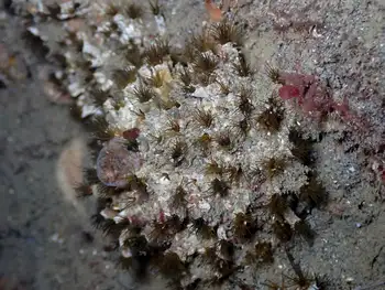 cemented sandmason tube worm