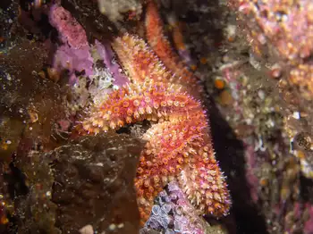 Rainbow Star