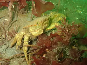 Helmet Crab