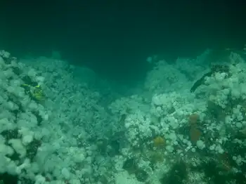 Dive Site