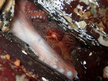 Giant Pacific Octopus