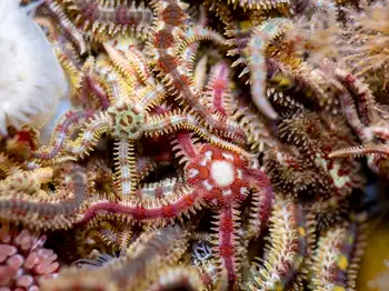 Daisy Brittle Stars