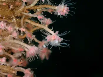 Solitary Pink Mouth Hydroid