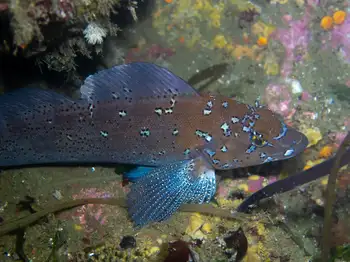 Male Kelp Greenling
