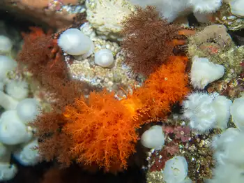 Red Sea Cucumbers