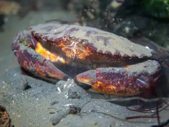 red rock crab