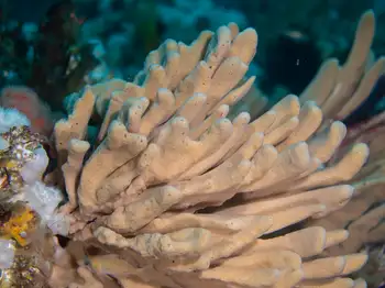 Glove Sponge