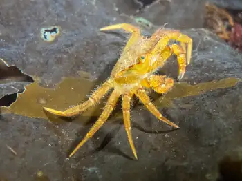 Helmet Crab