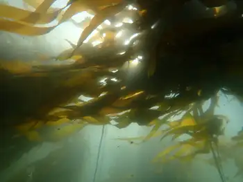 Bull Kelp