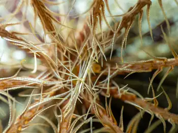 Northwest Feather Star