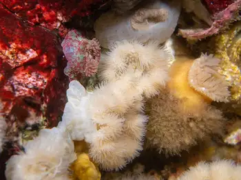 Short Plumose Anemones