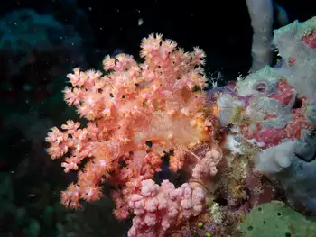Orange Mouthed Soft Coral