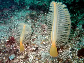 Ptilosarcus gurneyi Sea Pens