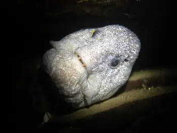 Wolf Eel