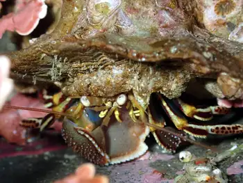 Widehand Hermit Crab