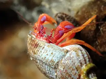 Brilliant Hermit Crab