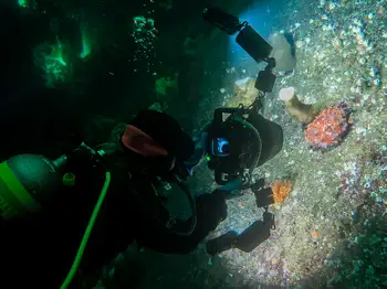 Diver and Puget Sound King Crab