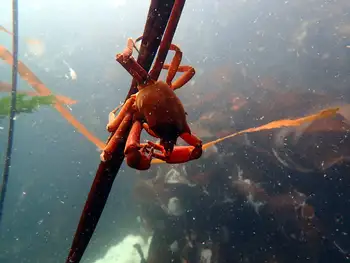 Southern Kelp Crab