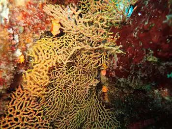 pacifigorgia darwinii fan coral