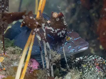 Male Kelp Greenling