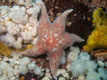 Leather Star