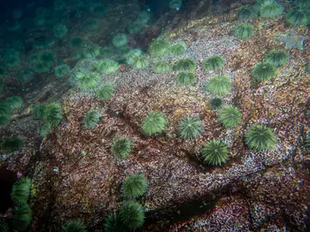 Green Urchins