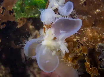 Hooded Nudibranchs