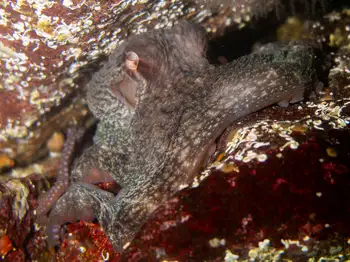 Giant Pacific Octopus