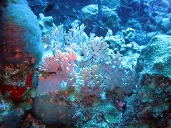 Fire Coral