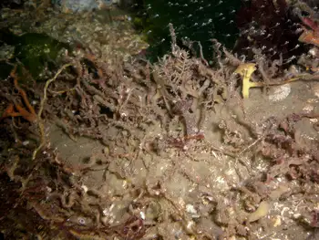 Prolific Three Section Tube Worms