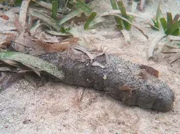 Sea Cucumber