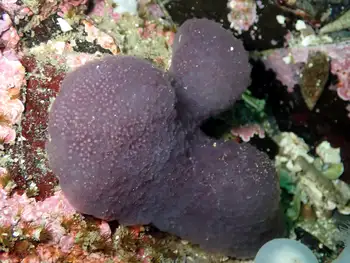 Compound Tunicate