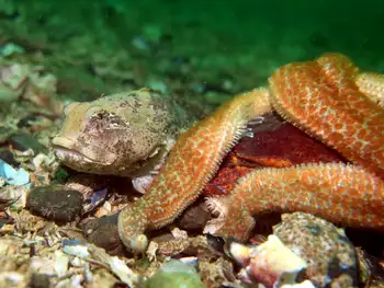 Buffalo Sculpin