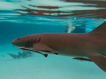 Nurse Shark