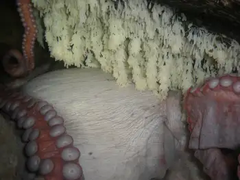 Giant Pacific Octopus and Giant Pacific Octopus Eggs