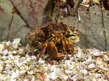 Widehand Hermit Crab