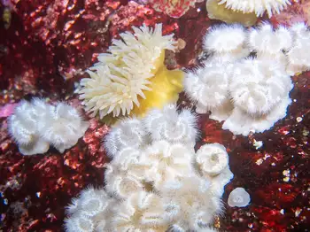 Anemones