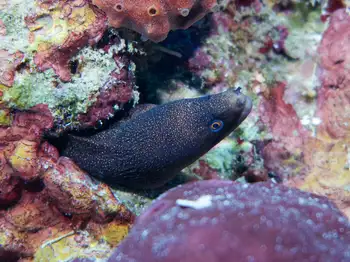 Moray Eel