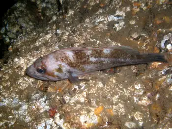 Brown Rockfish