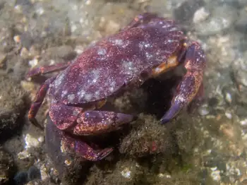 Red Rock Crab