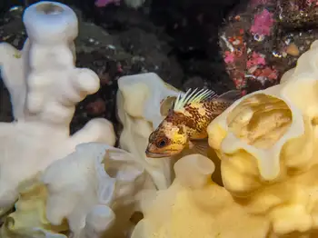 Rockfish and Cloud Sponge