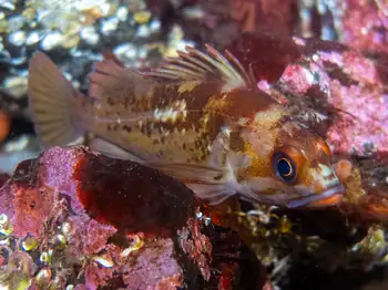 Rockfish