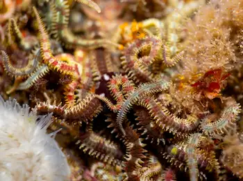 Brittle Stars