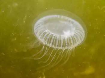 water jelly