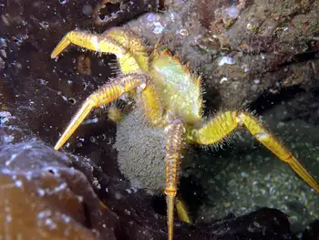 Gravid Helmet Crab