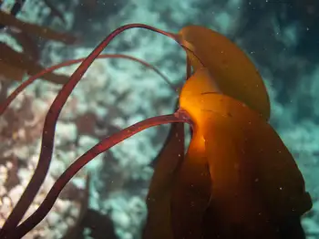 Torn Kelp