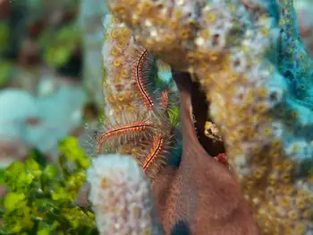 Brittle Star